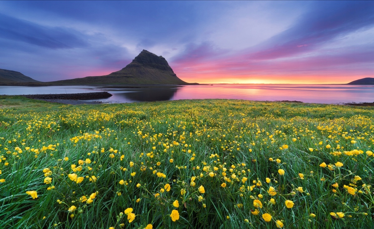 

Fototapeta Flizelinowa Żółte kwiaty 416x254