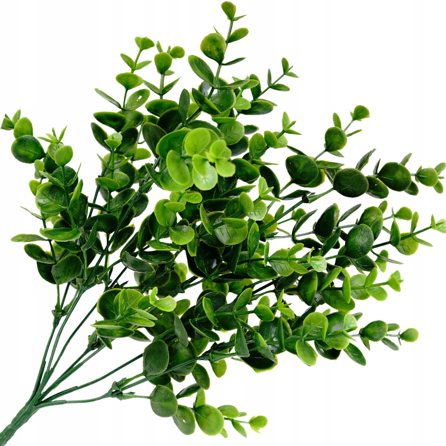 

Bukszpan Borówka Gęsty Bukiet Lux Gałązki