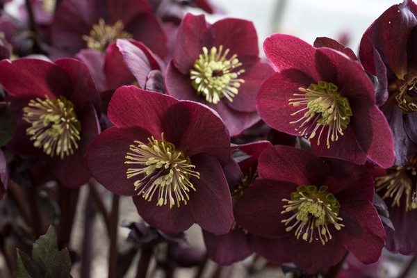 Ciemiernik HGC ICE N' ROSES MERLOT Helleborus bordo moc kwiatów