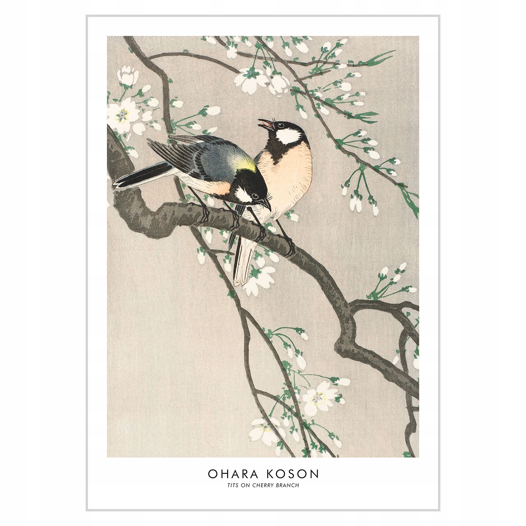 

Plakat 50x70 Ohara Koson Tits on Cherry Branch