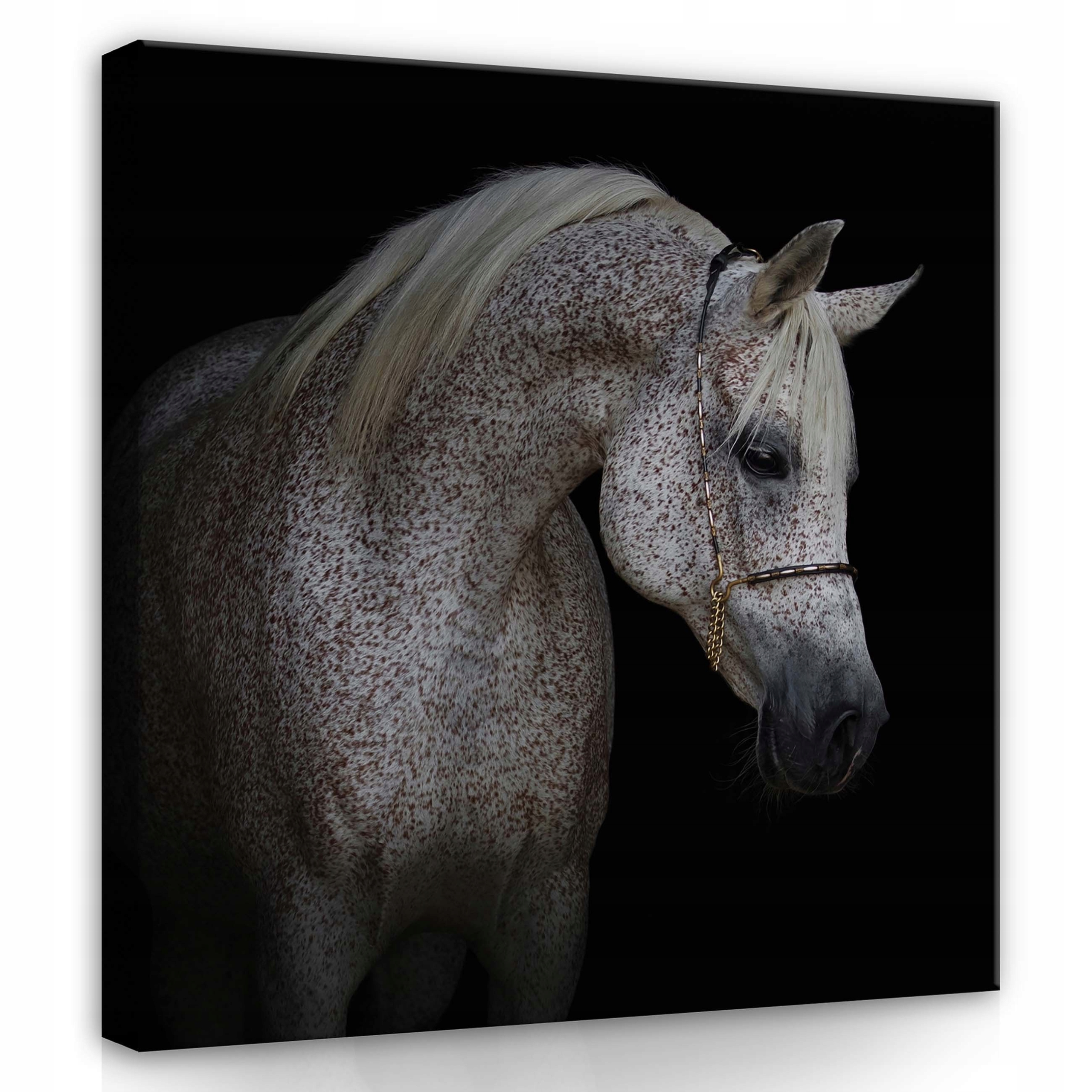 Obraz 80x80 Arabský kůň zvíře grácie síla portrét elegance krása