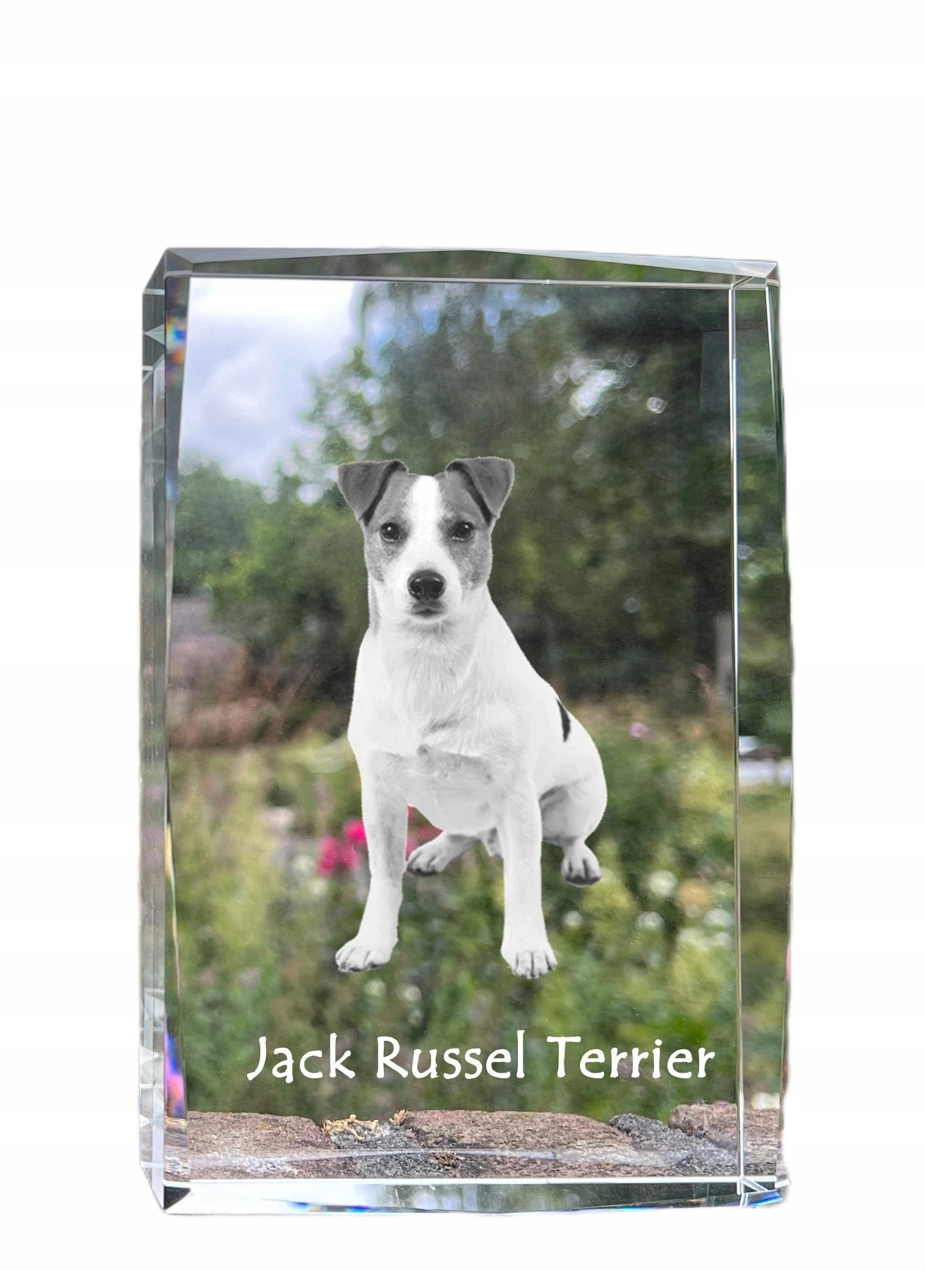 Jack Russell teriér fotografia psa v kryštáli, suvenír, trofej, soška