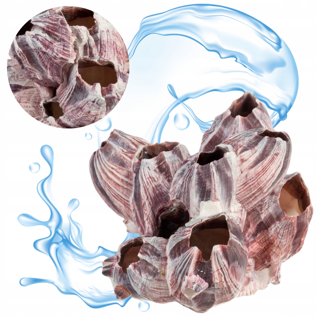 Levně Dekorativní mušle Barnacle Poupata Dekorace pro akvárium Malawi 15 cm
