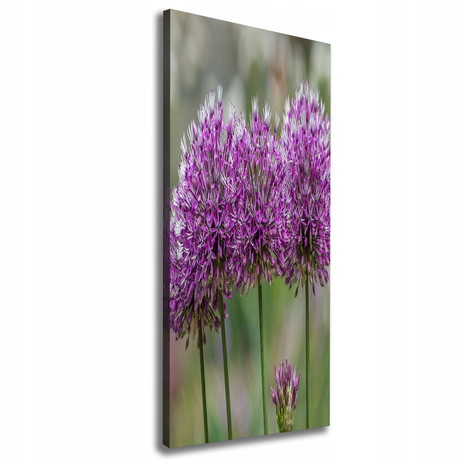 

Foto obraz na płótnie Kwiaty czosnku 50x125 cm