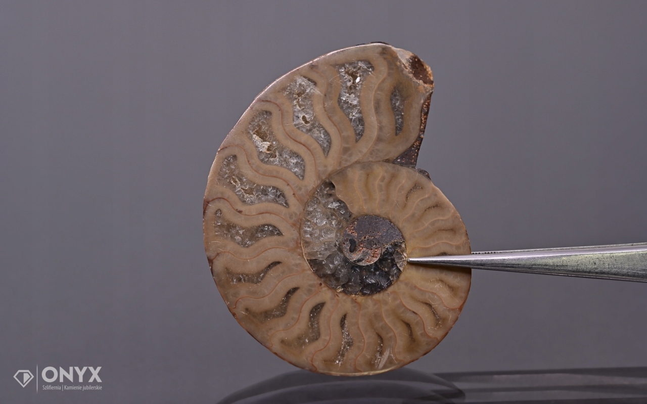 Amonit z Madagaskaru nepravidelný 56x45 mm