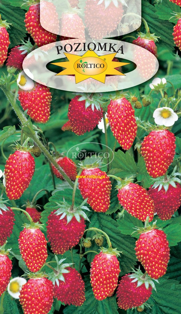 NASIONA POZIOMKA 0,2G REGINA