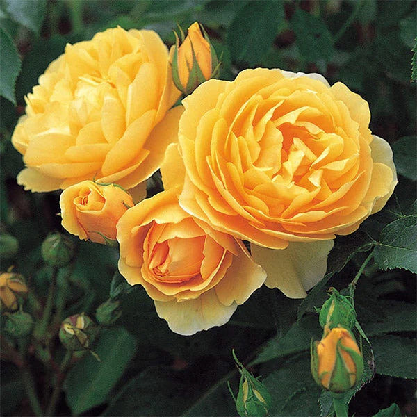 Róża parkowa ŻÓŁTA | OBFITE KWITNIENIE | PACHNĄCA