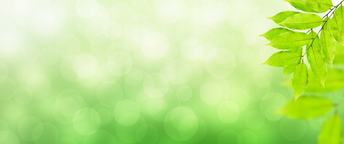 

Tapeta flizelinowa Gałąź Zielony - 250x104