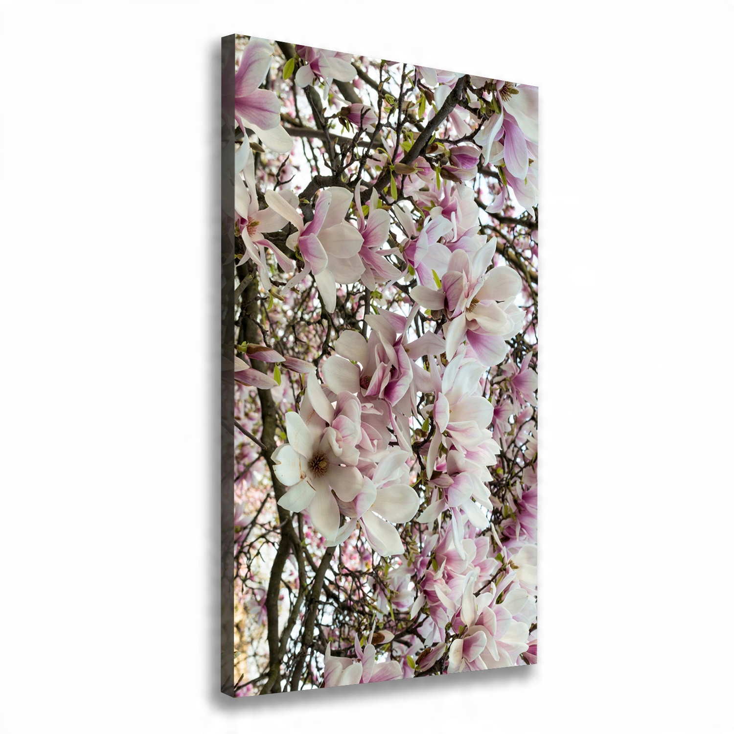 

Foto obraz na płótnie Kwiaty magnolii 50x100 cm
