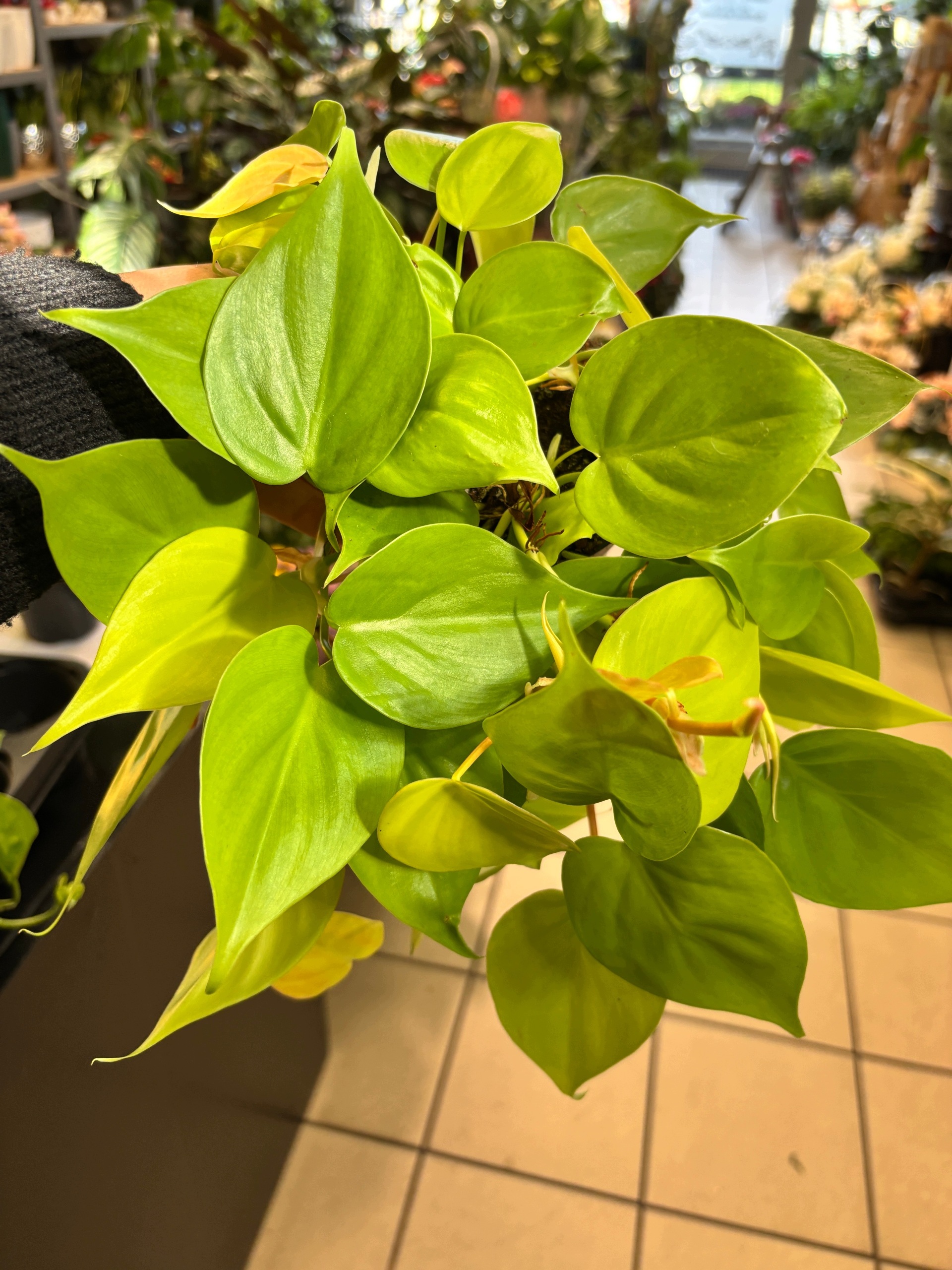 Filodendron scandens Lemon Lime Polski producent