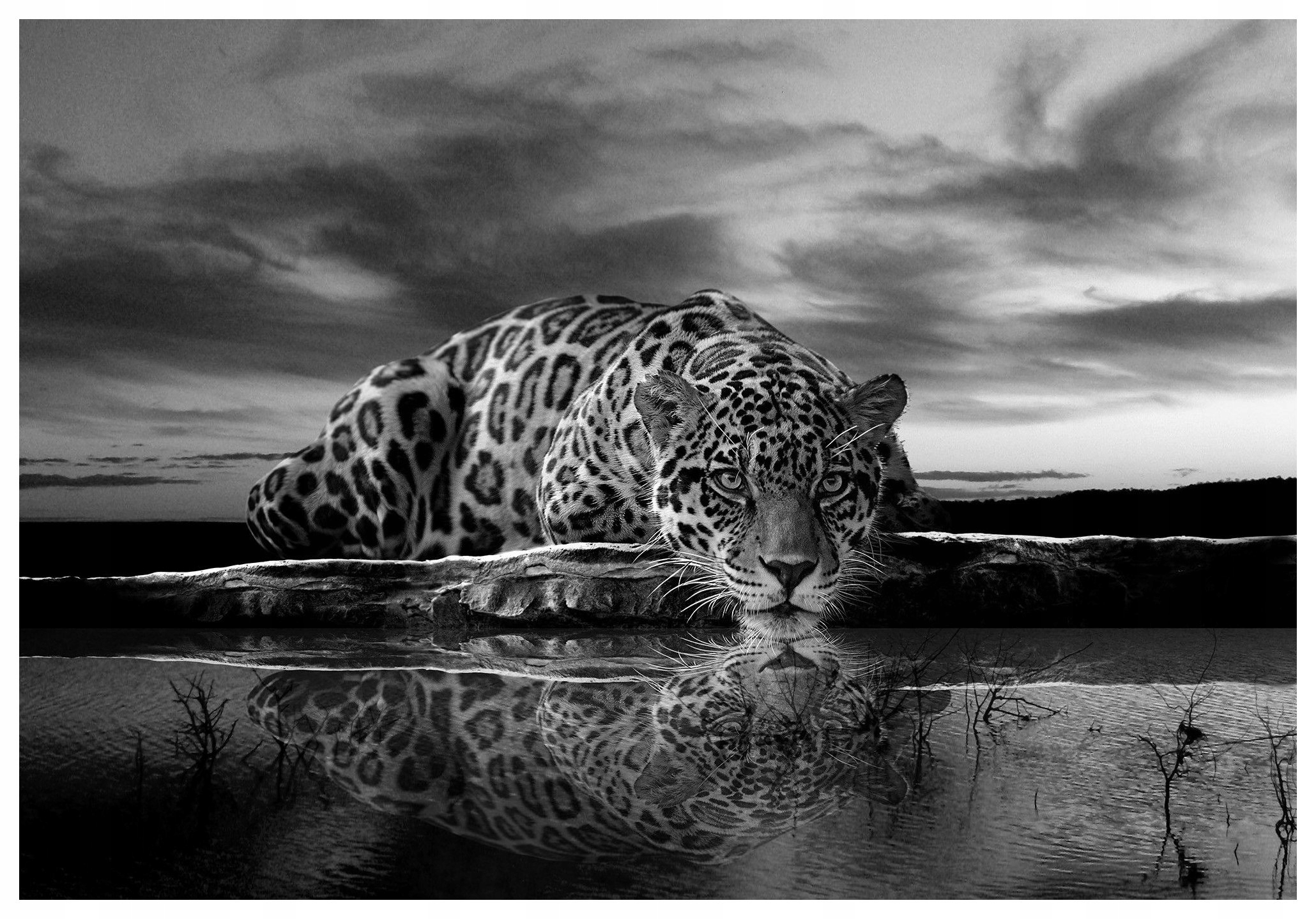 Fototapeta Černobílý jaguár elegance a síla přírody 350x250 lepidlo