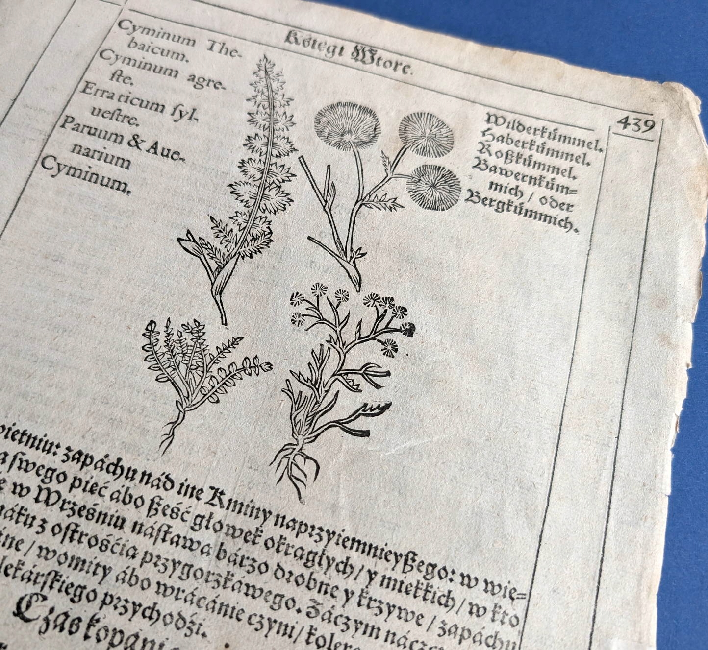 ZIELNIK SZYMONA SYRENIUSZA 1613 (2 karty)