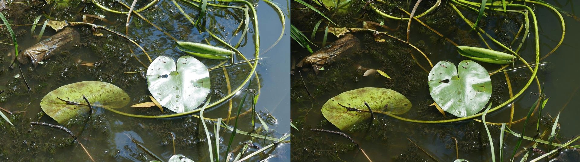 Filtr polaryzacyjny Marumi EXUS CPL 72mm Model Exus