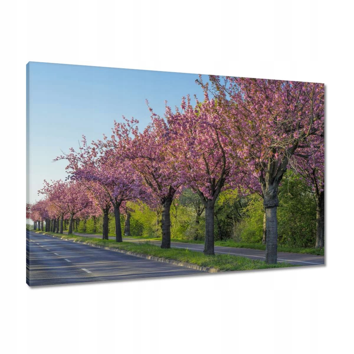 Obrazy 90x60 Stromy Pohled na stromy