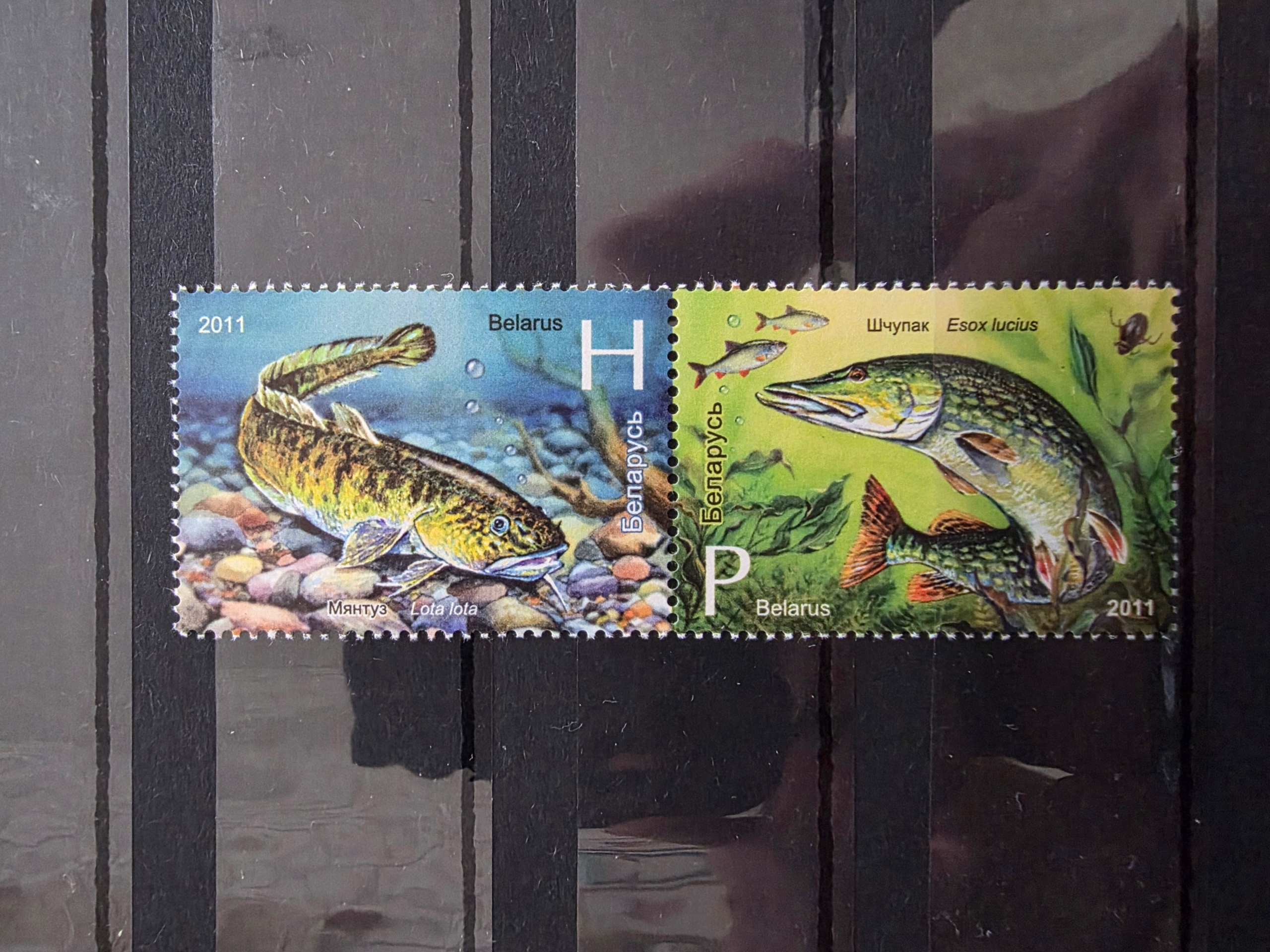 Znaczki Fauna Ryby Białoruś czysty /R2