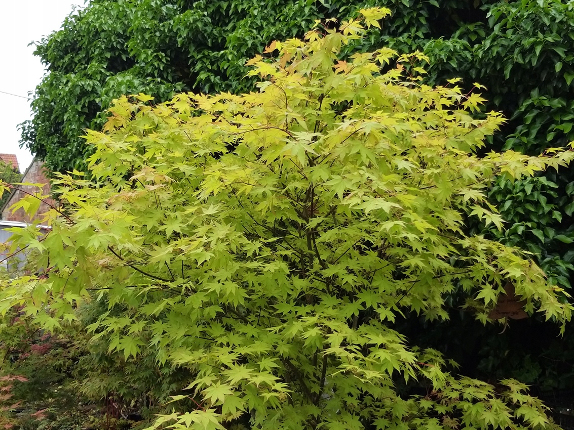 POMARAŃCZOWY KLON PALMOWY SUMMER GOLD