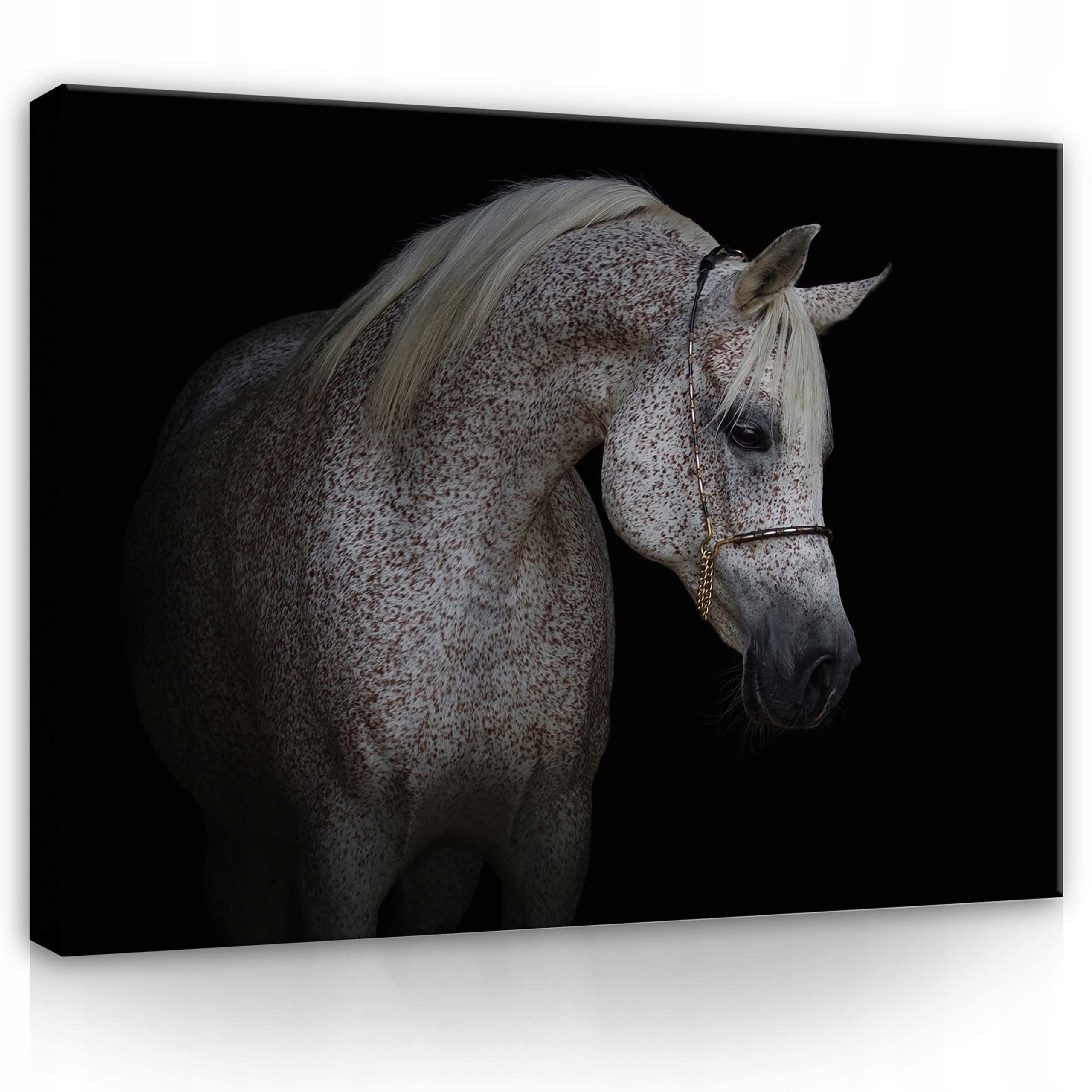 Obraz 100x75 Arabský kůň zvíře grácie síla portrét elegance kontrast