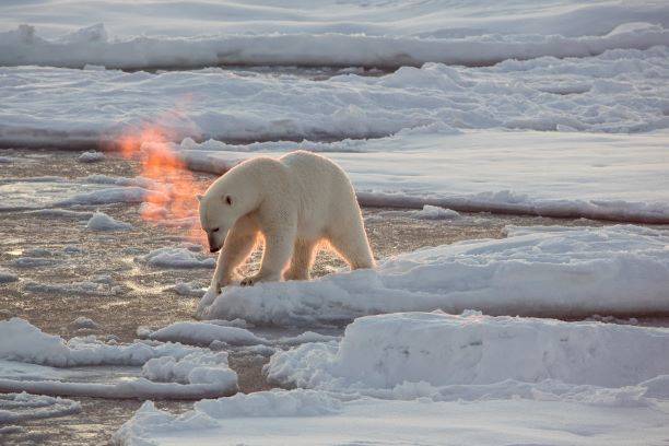 SanDisk EXTREME 32GB 100MB/s karta pamięci SDHC U3 Typ karty SDHC