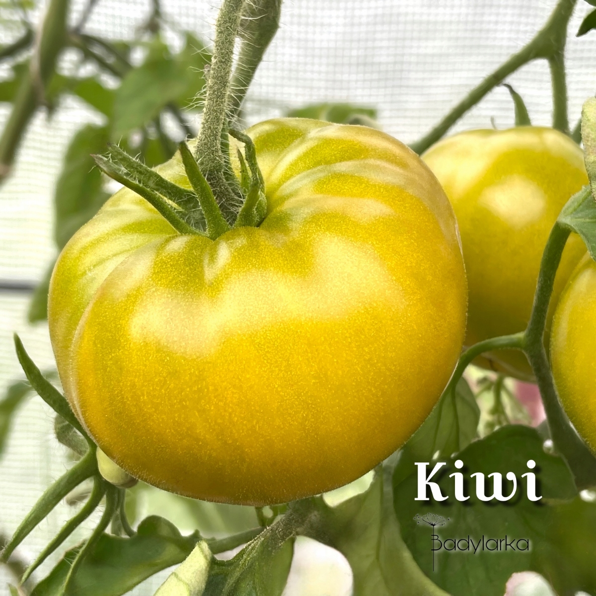 Pomidor odmiana Kiwi
