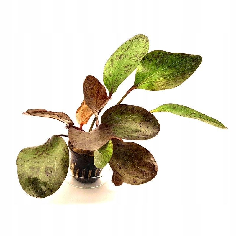 Echinodorus Ocelot Red