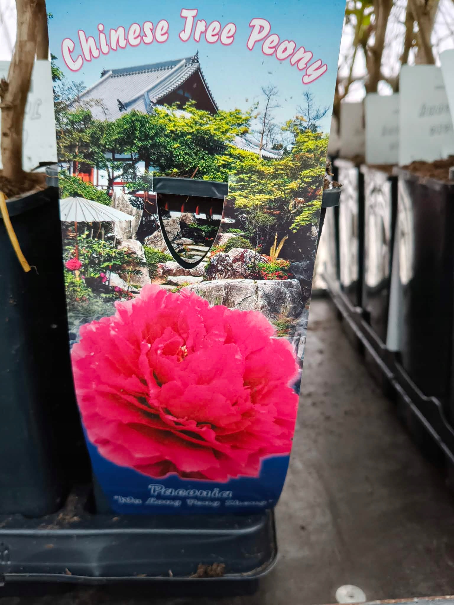 PIWONIA DRZEWIASTA PIĘKNO W TWOIM OGRODZIE DUŻE SADZONKI 2L