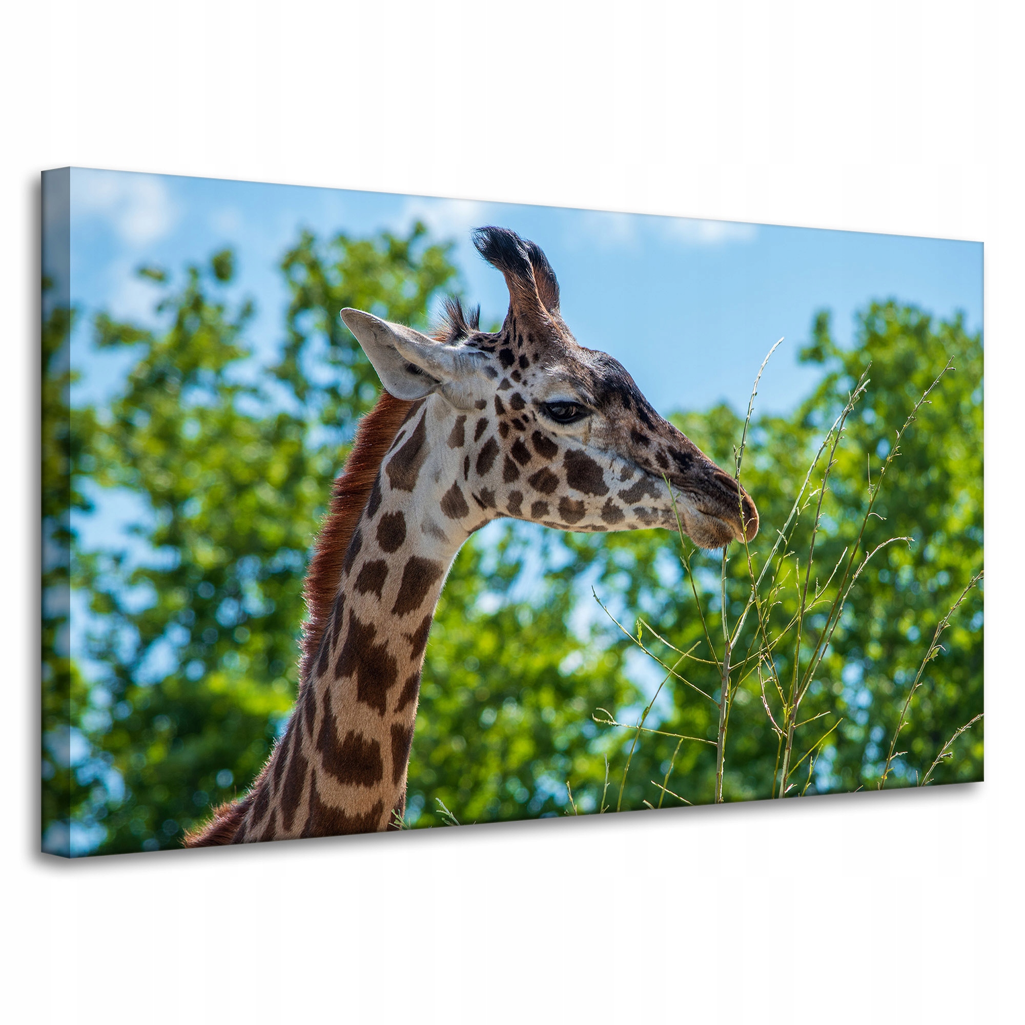 Obraz Canvas Zvířata Žirafa na plátně 100x60 cm