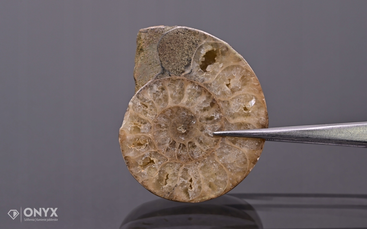 Amonit z Madagaskaru nepravidelný 45x38 mm