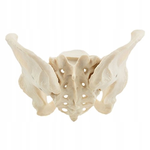 HEINESCIENTIFIC Model Anatomiczny Żeńskiej Miednicy Kostnej — miniatura 5