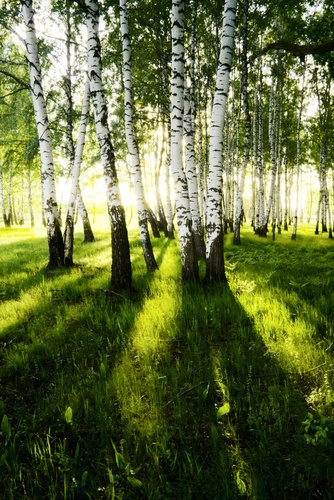 

Fototapeta flizelina na wymiar brzoza leśna