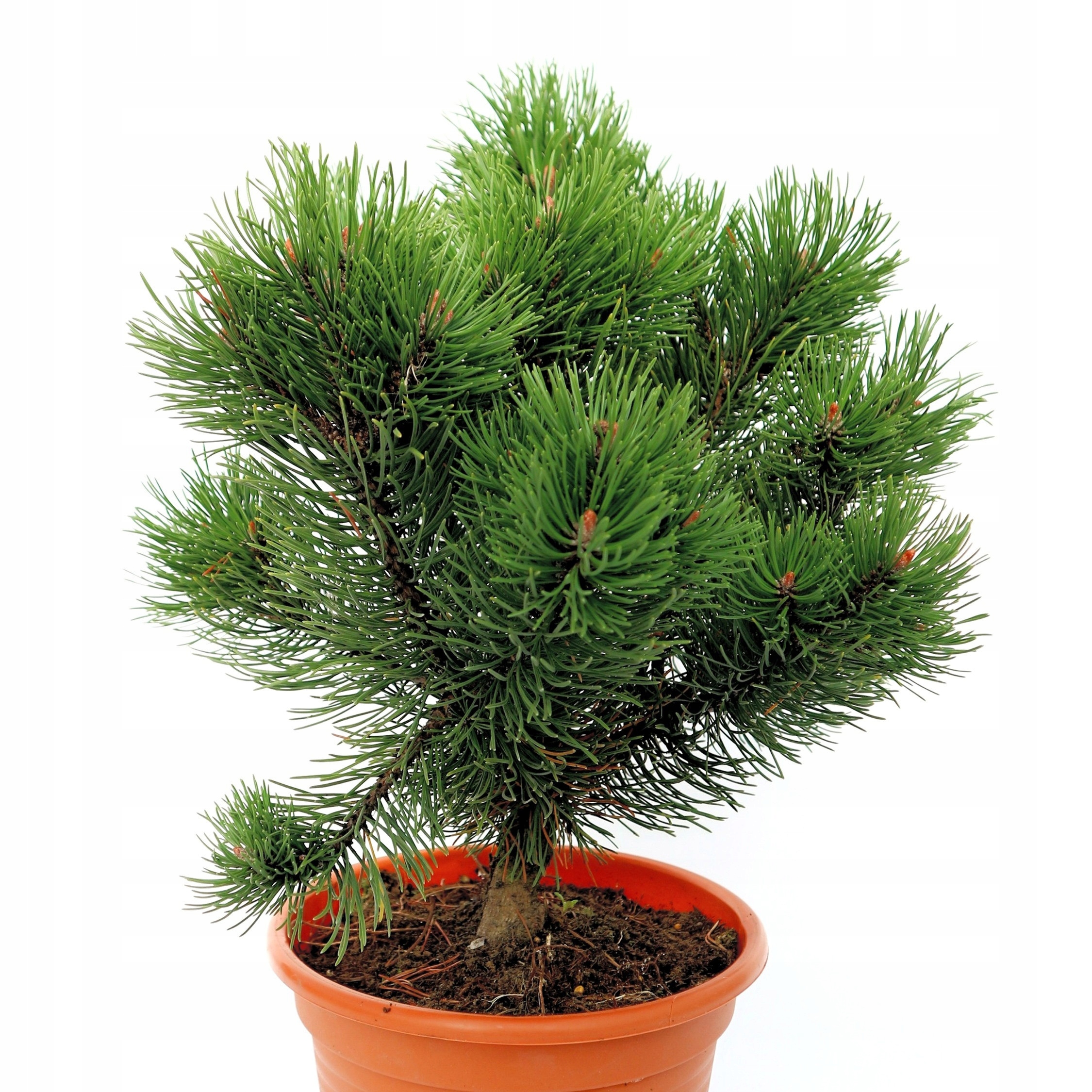 Sosna górska | Laurin | Pinus mugo