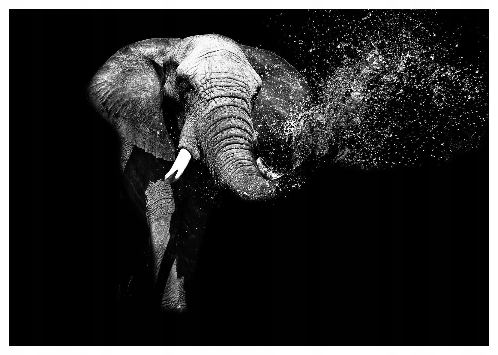 Vliesová fototapeta Africký slon ve vodě Černobílá 300x210 lepidlo