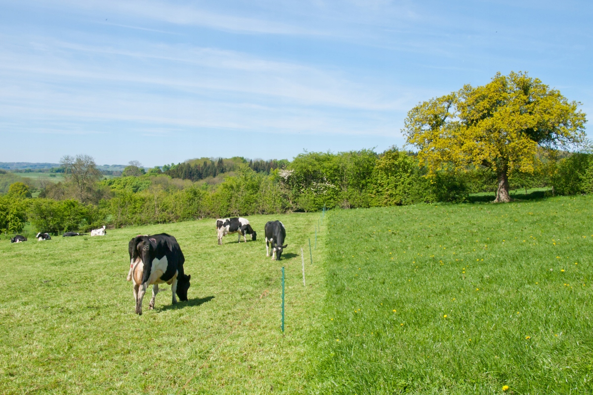 TESTER NAPIECIA i uziemiania do pastucha ele. 2w1 miernik kontroler próbnik Marka inny