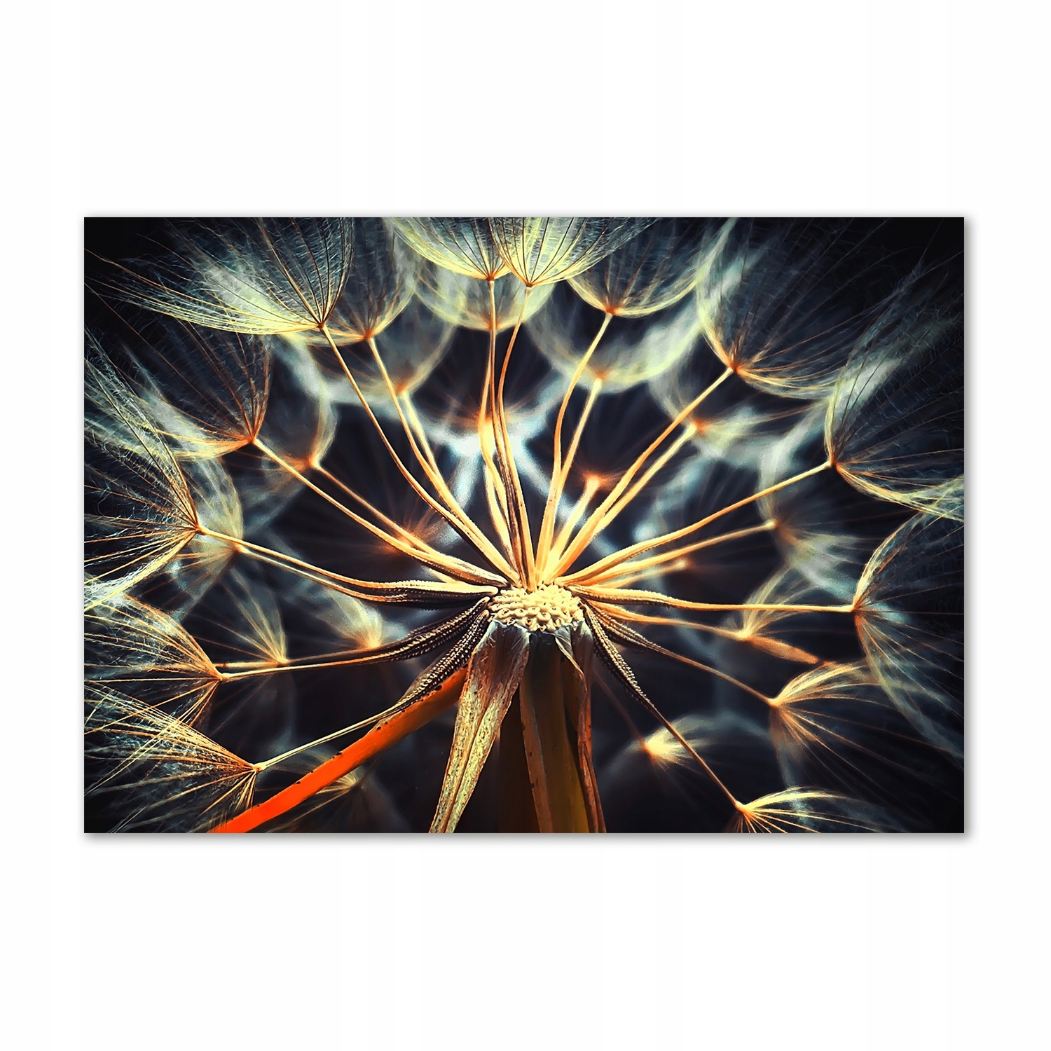 

Foto obraz szkło hartowane Dmuchawce 100x70