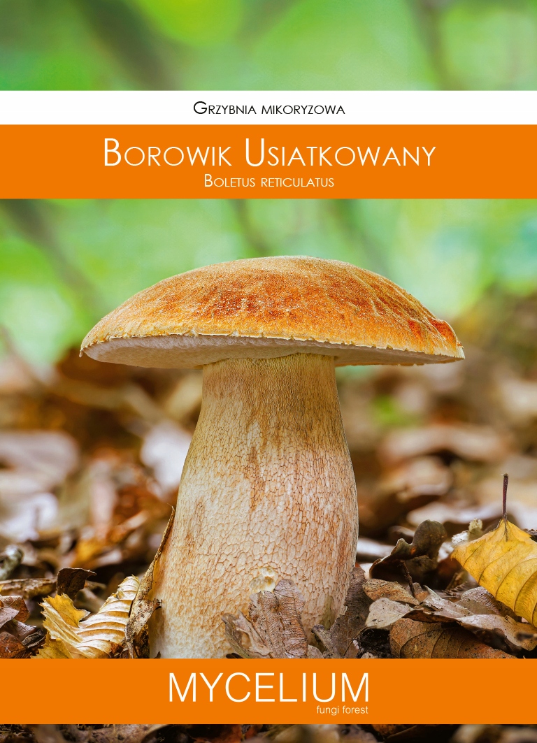 

Żywa Grzybnia Mikoryzowa Borowik Usiatkowany