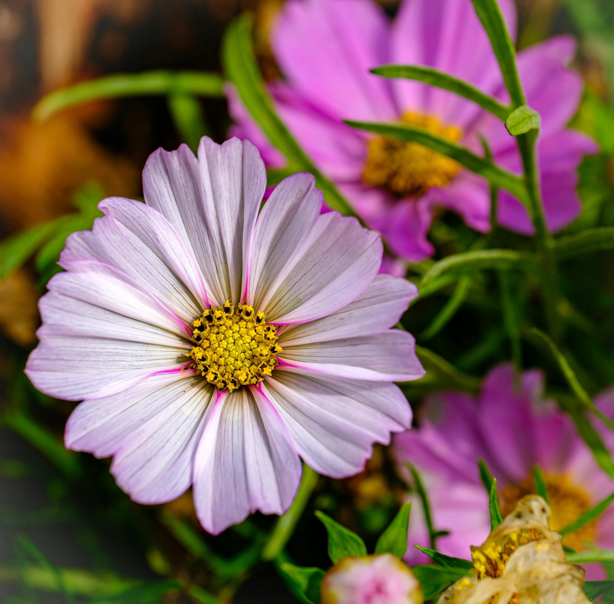 ONETEK космос Космос смесь семена цветов