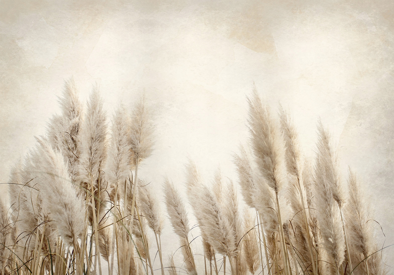 

Fototapeta Trawa Pampasowa 400x280 b-A-10095-a-a