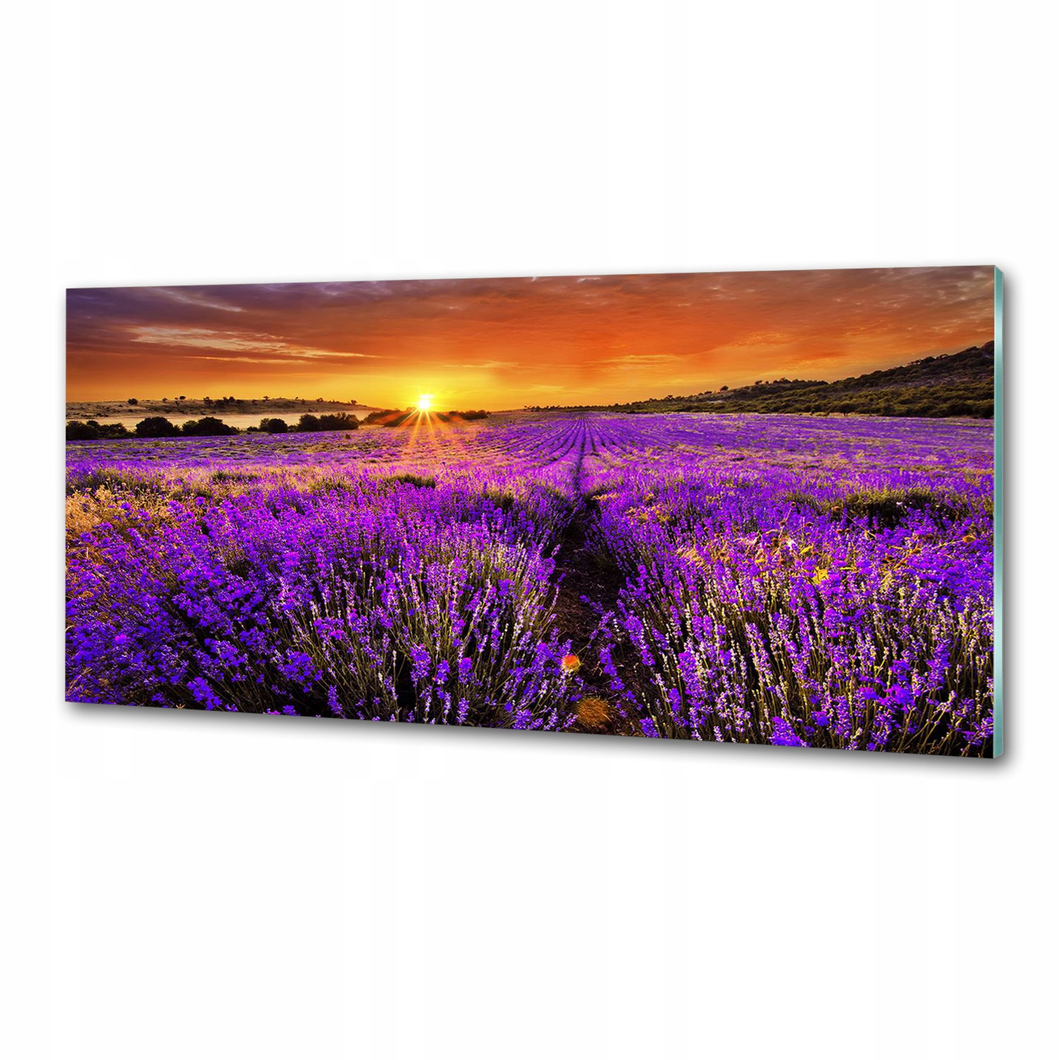 Panel dekor sklo Pole levandule 125x50 cm Lepidlo