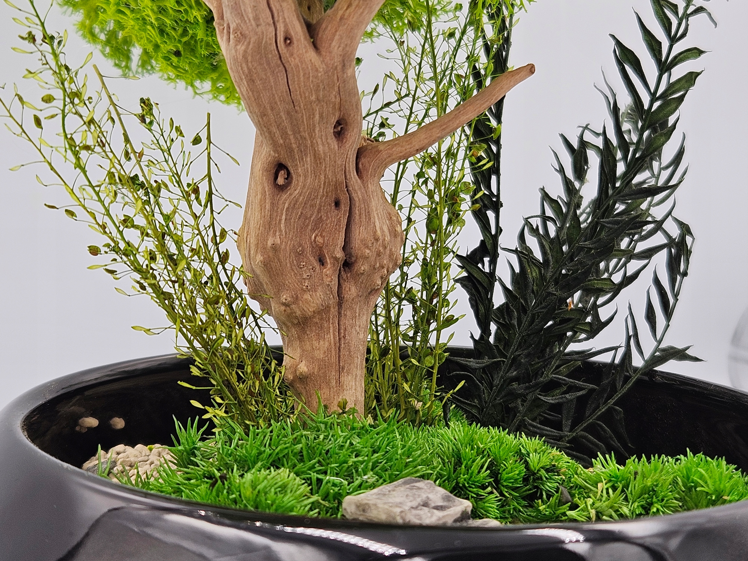 Drzewko z mchu chrobotek jak bonsai SPA czarna misa doniczka BEZ PODLEWANIA Marka inna