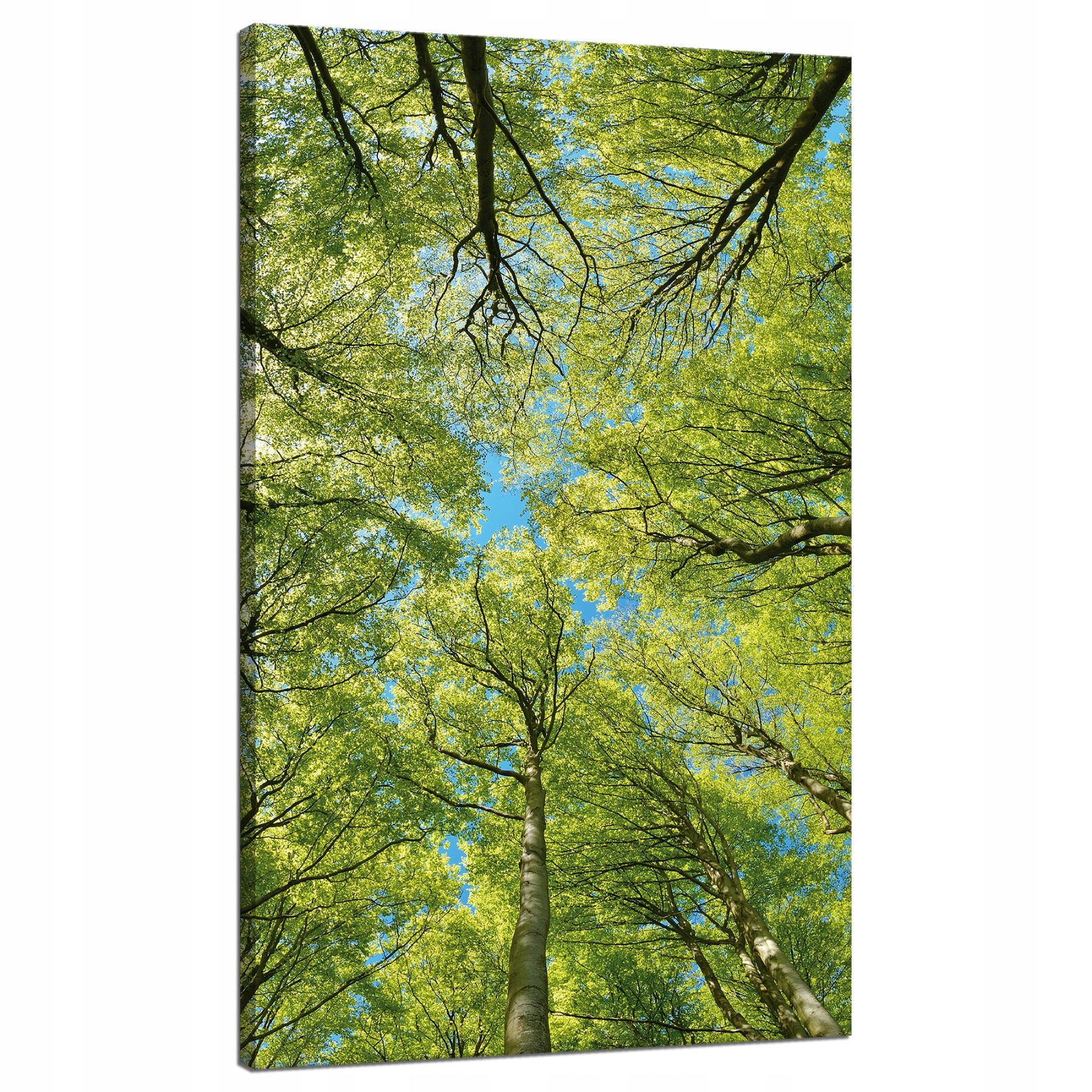Obraz na plátně Listy Stromy Zeleň Slunce Nebe 70x120 cm