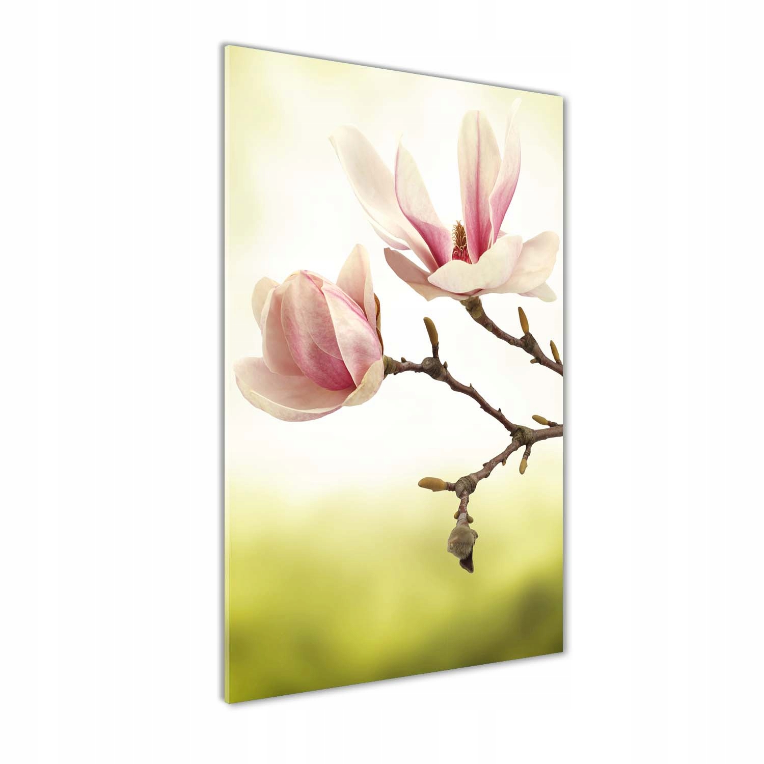 

Foto obraz szkło akrylowe Kwiaty magnolii 60x120cm