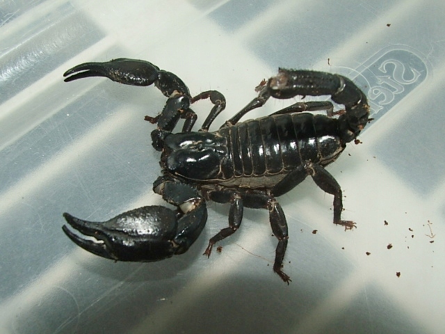 Heterometrus silenus L5/6 (SpidersForge)