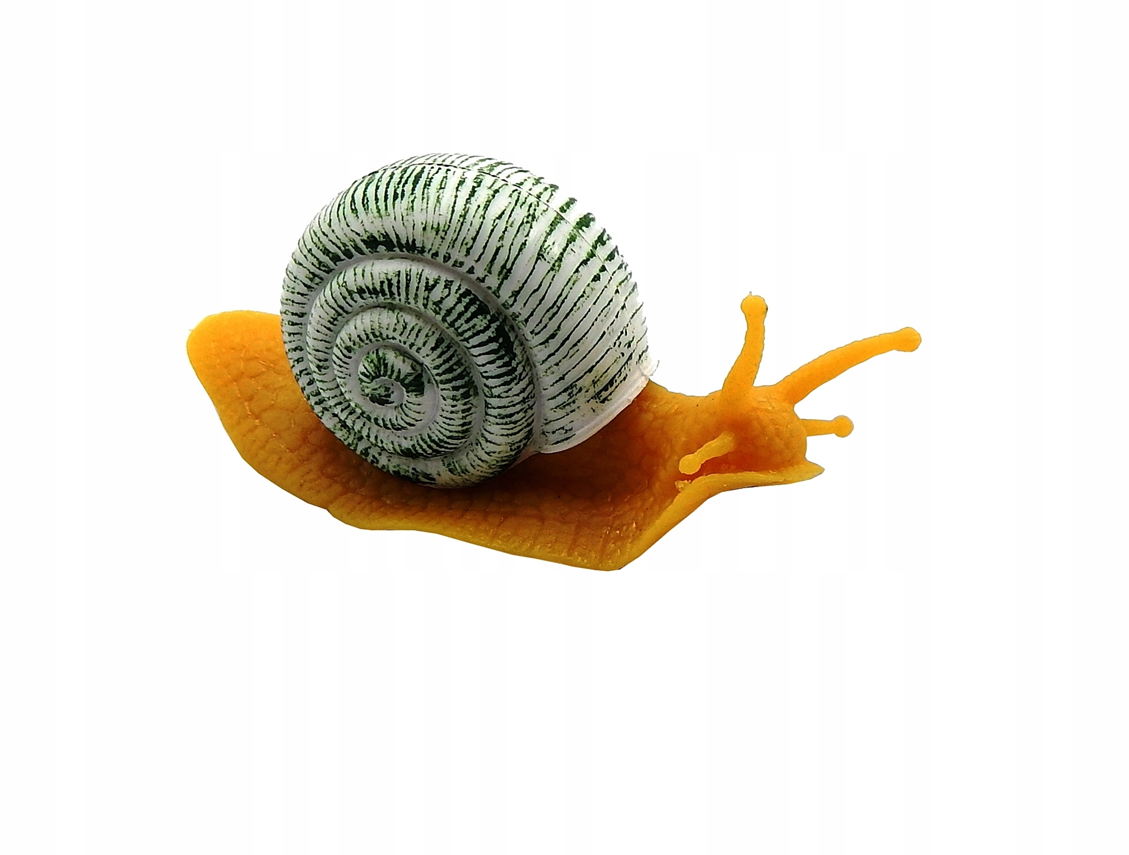 

A5454 1 Ślimak zwierzęta