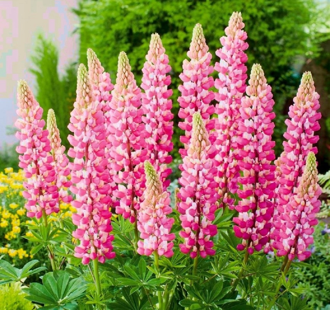 Люпины цветы выращивание