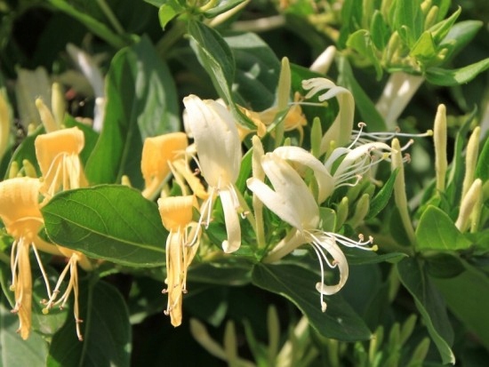 Жимолость заостренная Рассада в Р9