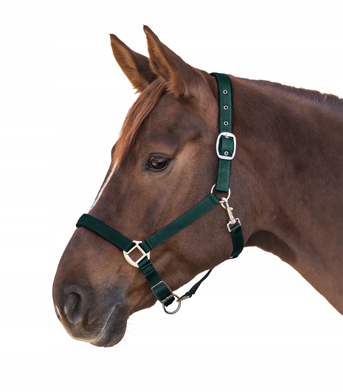 Kantar Waldhausen Satin zielony COB