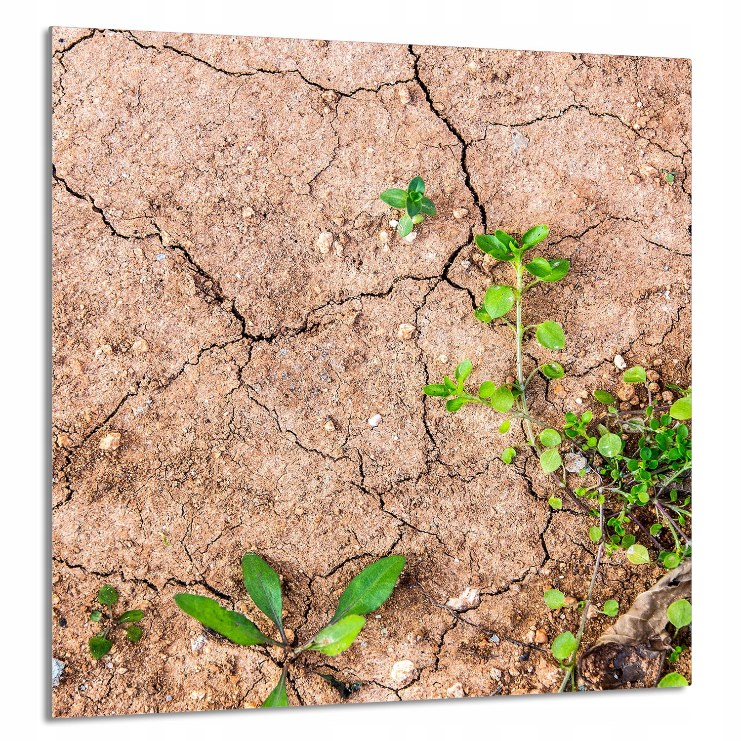 Skleněný Panel Do Kuchyně 60x65 Rostliny Tvrzené Sklo