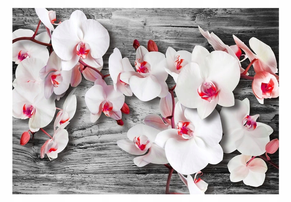 

Fototapeta - Oziębłe orchidee - 100X70
