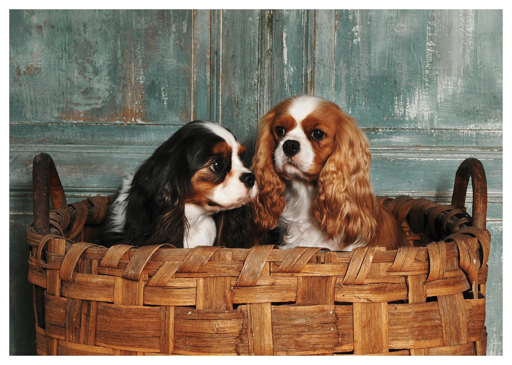 Fototapeta Štěňata Cavalier King Charles v košíku 300x210 lepidlo