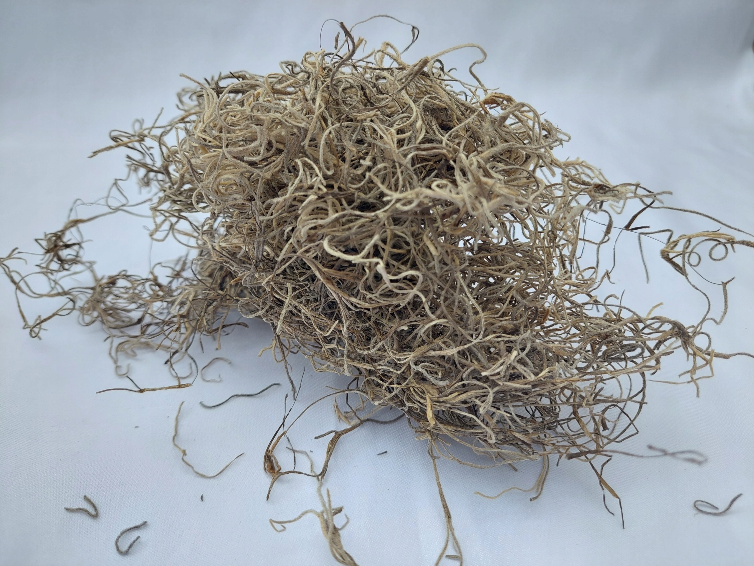 

Mech hiszpański, suszona Tillandsia usneoides 20g