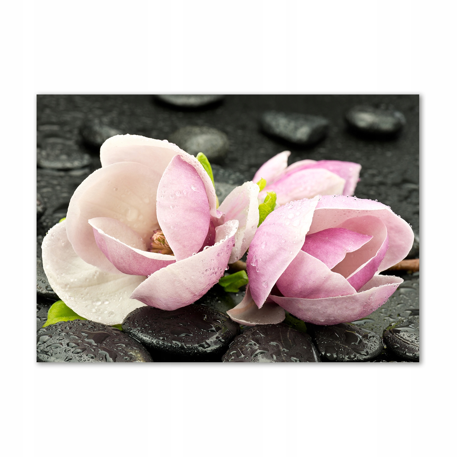 

Obraz zdjęcie akryl Magnolia kamień zen 100x70 cm